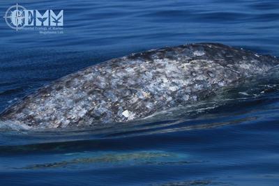 skin condition whale