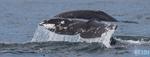 Epidermal Health and Scarring in PCFG Gray Whales